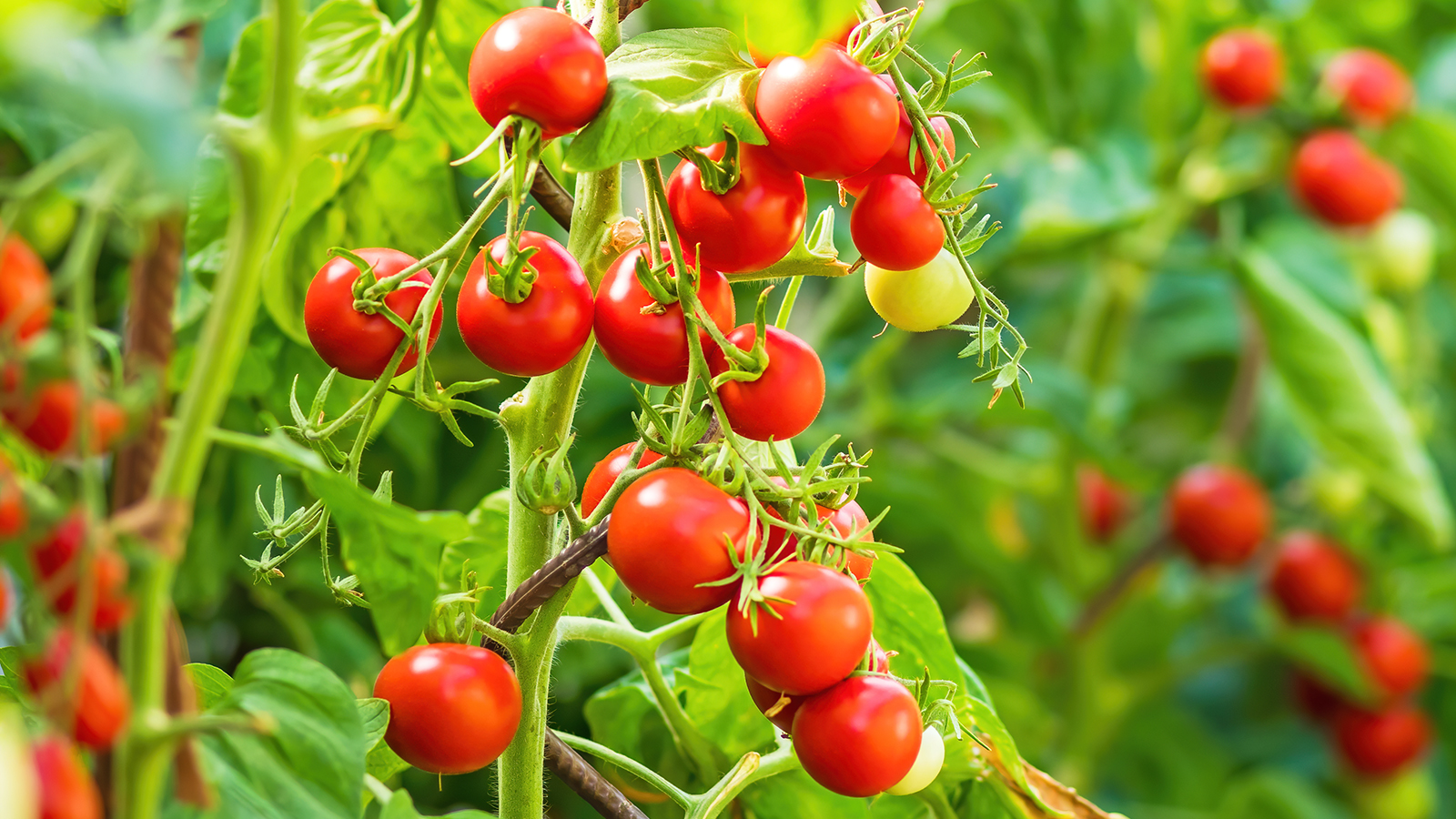 Ripe tomatoes on plant